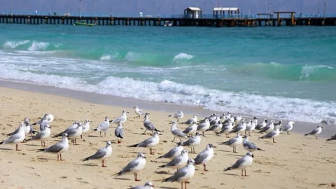 برنامه سفر ۳ روزه کیش ۱۴۰۵ | ساحل، بازار و تفریحات